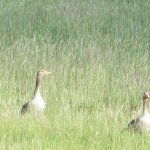 Fra le paludi del lago Neusiedler vive l’avifauna tipica delle aree umide